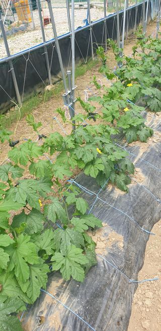 밤가시 여주농장님의 자유주제 · 자유게시판 작성글 사진