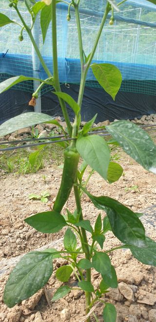 밤가시 여주농장님의 자유주제 · 자유게시판 작성글 사진