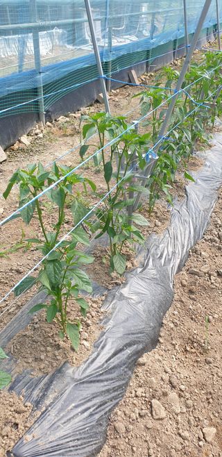 밤가시 여주농장님의 자유주제 · 자유게시판 작성글 사진