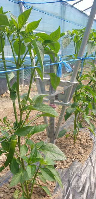 밤가시 여주농장님의 자유주제 · 자유게시판 작성글 사진