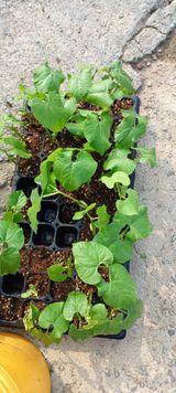 팜모닝 자유주제·자유게시판 게시글 이미지