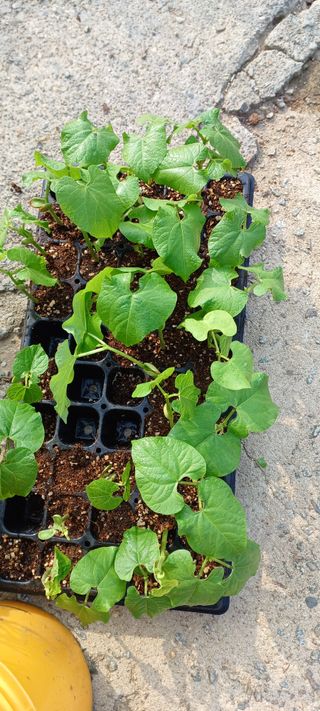 보령 게으른농부님의 자유주제 · 자유게시판 작성글 사진