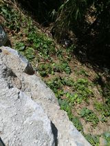 팜모닝 복숭아·영농일지 게시글 이미지