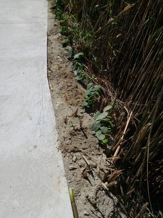 이상돈님의 복숭아 · 영농일지 작성글 사진