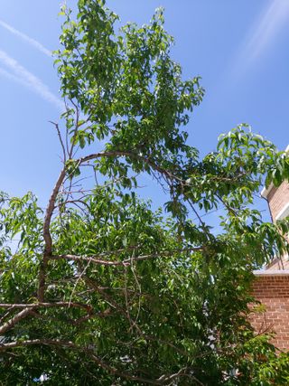 이상돈님의 복숭아 · 영농일지 작성글 사진