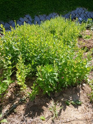 이상돈님의 복숭아 · 영농일지 작성글 사진