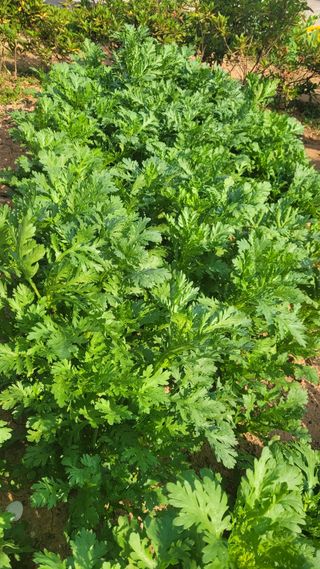 물안개님의 자유주제 · 자유게시판 작성글 사진