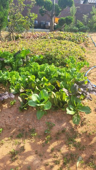 물안개님의 자유주제 · 자유게시판 작성글 사진