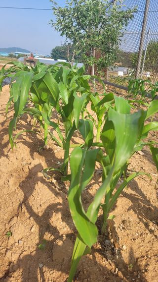 물안개님의 자유주제 · 자유게시판 작성글 사진