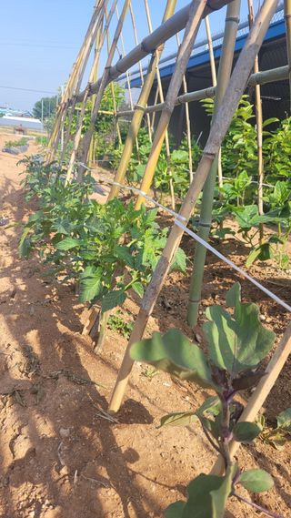 물안개님의 자유주제 · 자유게시판 작성글 사진