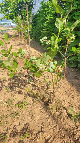 물안개님의 자유주제 · 자유게시판 작성글 사진