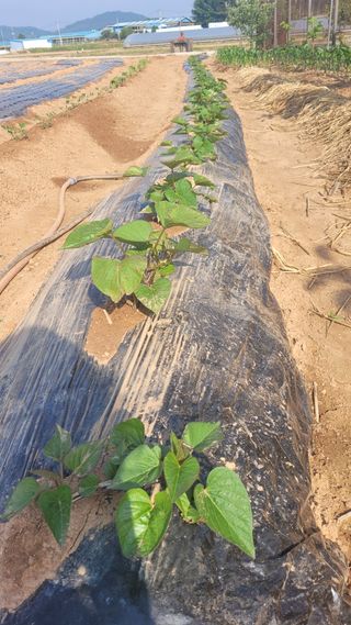 물안개님의 자유주제 · 자유게시판 작성글 사진