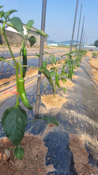 물안개님의 자유주제 · 자유게시판 작성글 사진