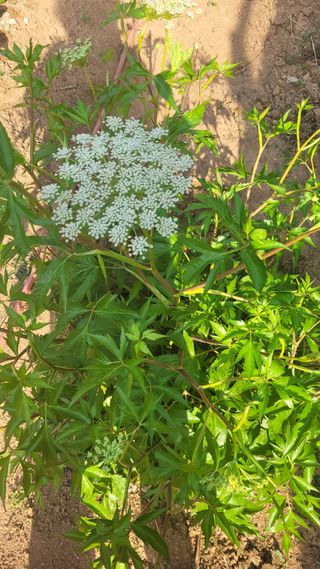 물안개님의 자유주제 · 자유게시판 작성글 사진