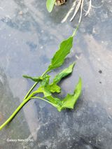 팜모닝 자유주제·자유게시판 게시글 이미지