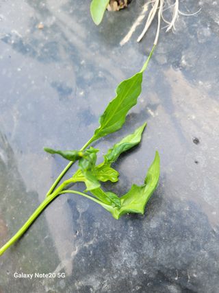 진도고군면 김인호님의 자유주제 · 자유게시판 작성글 사진