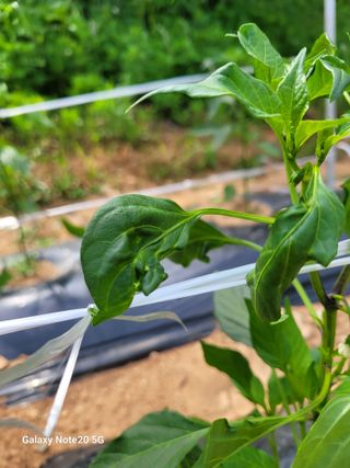 진도고군면 김인호님의 자유주제 · 자유게시판 작성글 사진