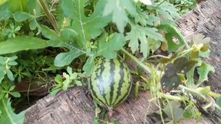 진수경님의 고구마 · 자유게시판 작성글 사진