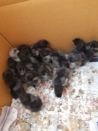 진수경님의 고구마 · 자유게시판 작성글 사진