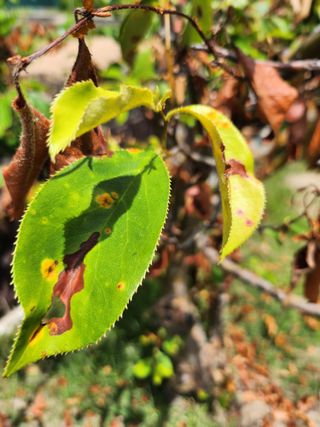 황공이오님의 농사, 무엇이든 물어보세요! · 참여글 작성글 사진