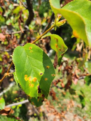 황공이오님의 농사, 무엇이든 물어보세요! · 참여글 작성글 사진