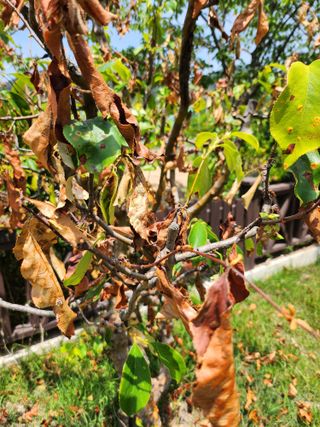 황공이오님의 농사, 무엇이든 물어보세요! · 참여글 작성글 사진
