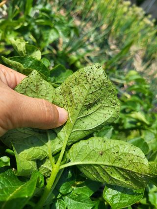 김만곤님의 감자 · 병해충상담 작성글 사진
