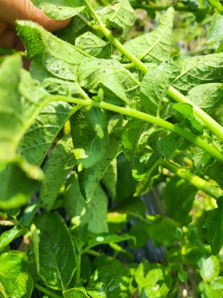 김만곤님의 감자 · 병해충상담 작성글 사진