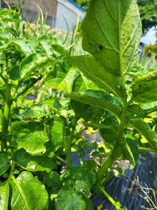 김만곤님의 감자 · 병해충상담 작성글 사진