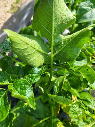 김만곤님의 감자 · 병해충상담 작성글 사진