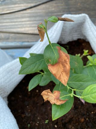 님의 블루베리 · 병해충상담 작성글 사진