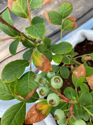 님의 블루베리 · 병해충상담 작성글 사진