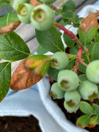 님의 블루베리 · 병해충상담 작성글 사진