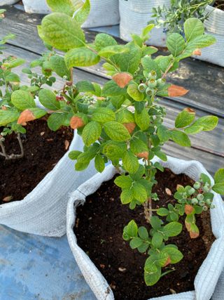 님의 블루베리 · 병해충상담 작성글 사진