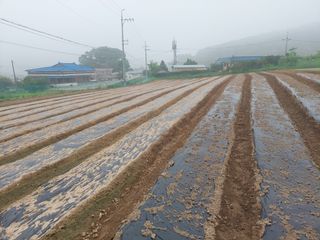지금은 공돌이님의 기타작물 · 영농일지 작성글 사진
