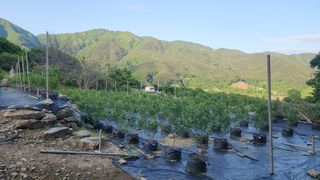 블루베리.대봉 곶감님의 자유주제 · 자유게시판 작성글 사진