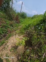 팜모닝 두릅·영농일지 게시글 이미지