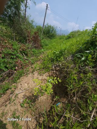 이훈정(시몬)님의 두릅 · 영농일지 작성글 사진