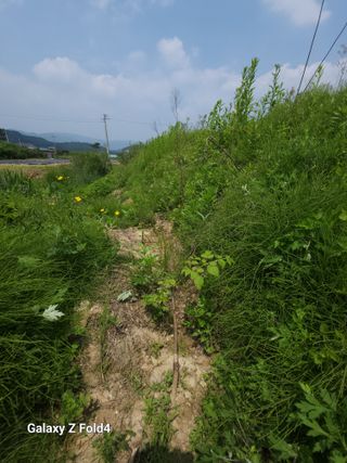 이훈정(시몬)님의 두릅 · 영농일지 작성글 사진