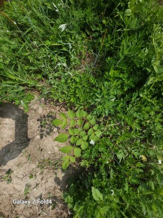 이훈정(시몬)님의 두릅 · 영농일지 작성글 사진