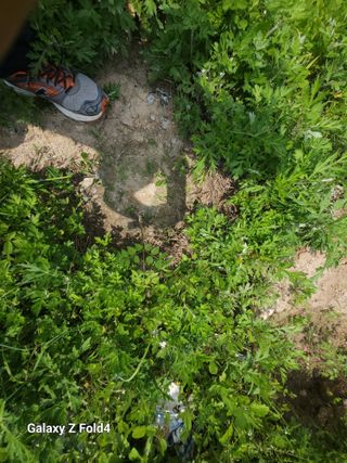 이훈정(시몬)님의 두릅 · 영농일지 작성글 사진