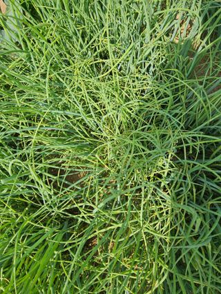 김균율님의 농사, 무엇이든 물어보세요! · 참여글 작성글 사진