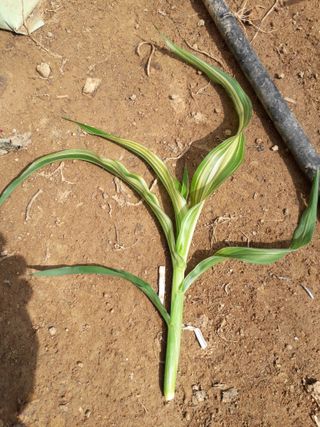 불악산우곡님의 올해 방제 어떻게 하셨나요? · 참여글 작성글 사진