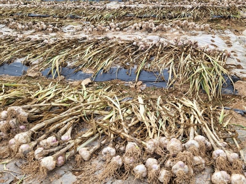 장터 상품 [난지형 벌마늘 대사이즈 50개] 썸네일