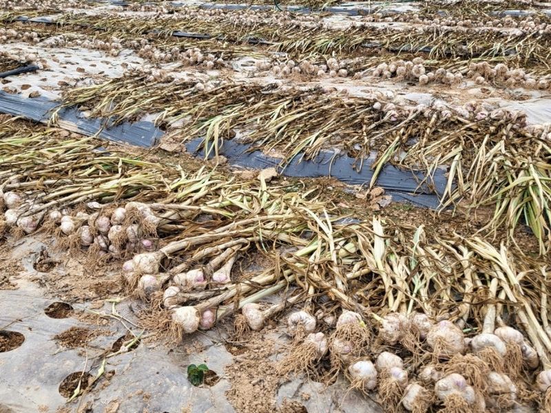 이영민님의 장터 판매 상품 [난지형 벌마늘 대사이즈 50개] 첨부 사진