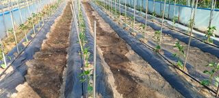 유명호CCTV공사님의 고추 · 영농일지 작성글 사진