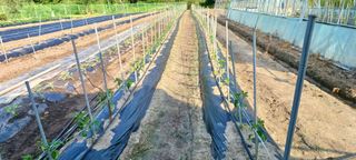 유명호CCTV공사님의 고추 · 영농일지 작성글 사진