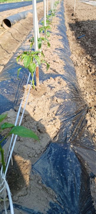 유명호CCTV공사님의 고추 · 영농일지 작성글 사진