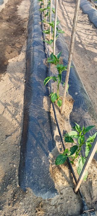 유명호CCTV공사님의 고추 · 영농일지 작성글 사진