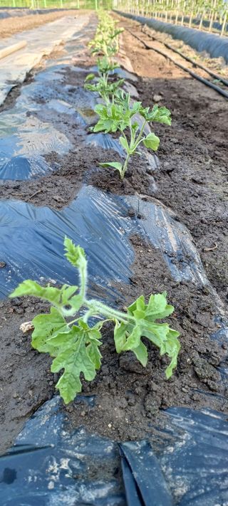 유명호CCTV공사님의 고추 · 영농일지 작성글 사진